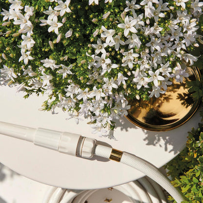Campanula Addenda - Glockenblume weiß Topfgröße 12cm - 1m2 Bodendecker - 6 Pflanzen - Ambella weiß - Gartenpflanzen - winterhart