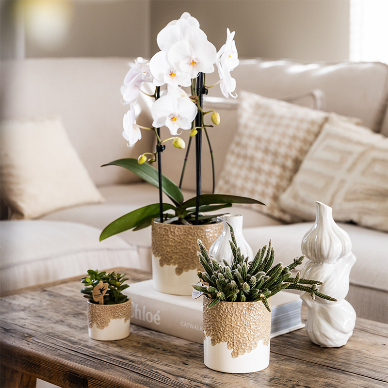 Kombi‑Deal | Bloom Sand Übertopf‑Set