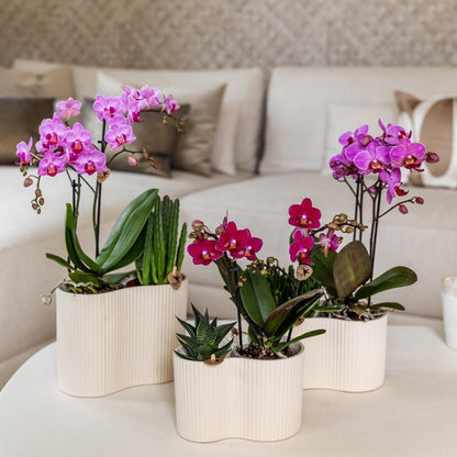 Kolibri Orchids | Kombi-Angebot - 2 Violette Phalaenopsis Orchideen Blossom Chamonix - Ø9 cm