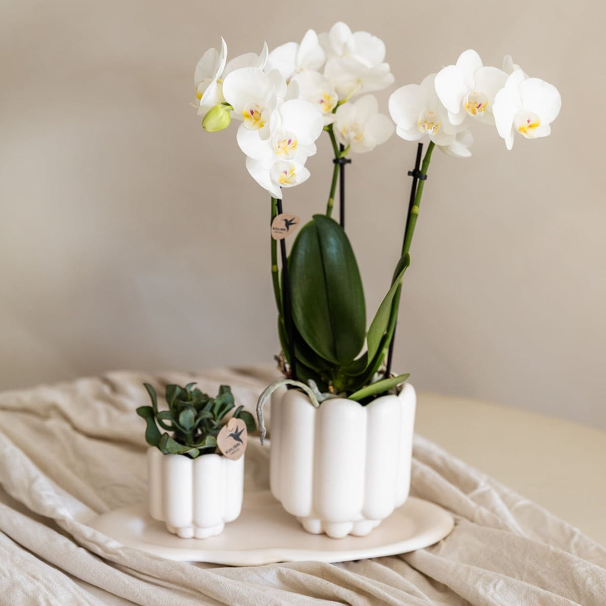 Kolibri Orchids | Violette Phalaenopsis Orchidee - Mineral Morelia im Retro Übertopf Weiß mit Geschenkbox - Ø9 cm