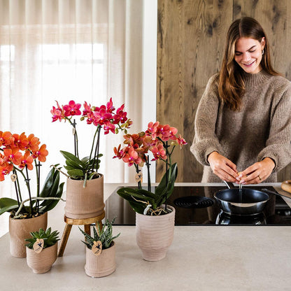 Kolibri Orchids | COMBI DEAL von 4 orange Phalaenopsis Orchideen - Bozen - Topfgröße Ø9cm blühende Zimmerpflanze - frisch vom Züchter