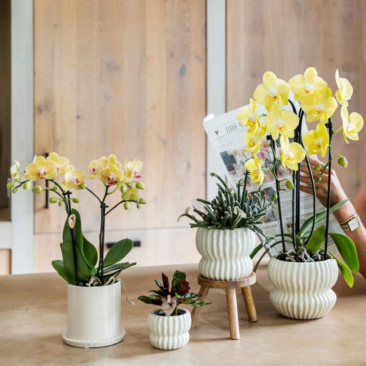 Kolibri Home | Horizon Übertopf - Weiß - ∅12cm