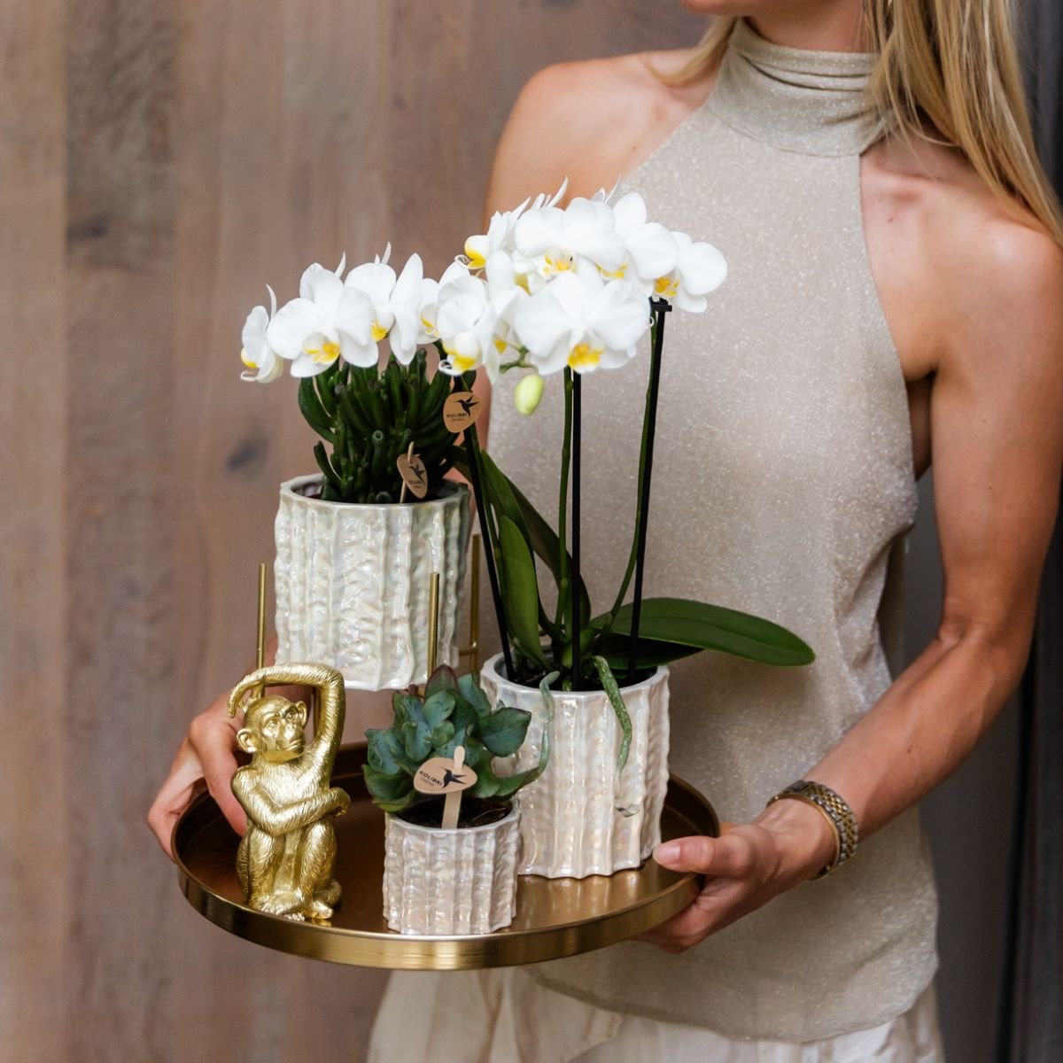Kolibri Orchids | Geschenkset Oyster - Weiße Phalaenopsis Orchidee Mineral Gibraltar & Sukkulenten