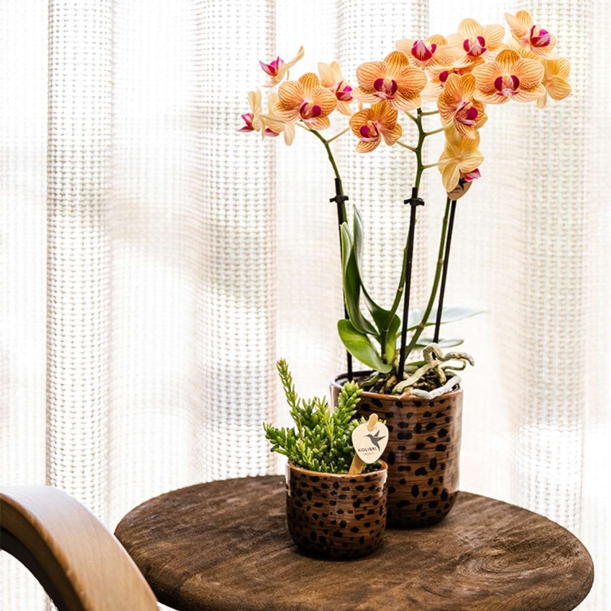 Kolibri Orchids | Kombi-Angebot - 2 Orange Phalaenopsis Orchideen Mineral Jamaica - Ø9 cm