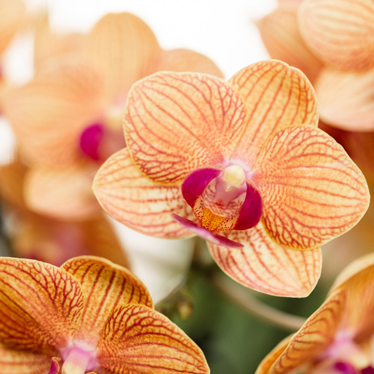 Kolibri Orchids | orange Phalaenopsis Orchidee Topfgröße Ø9cm | Jamaica | blühende Zimmerpflanze - frisch vom Züchter