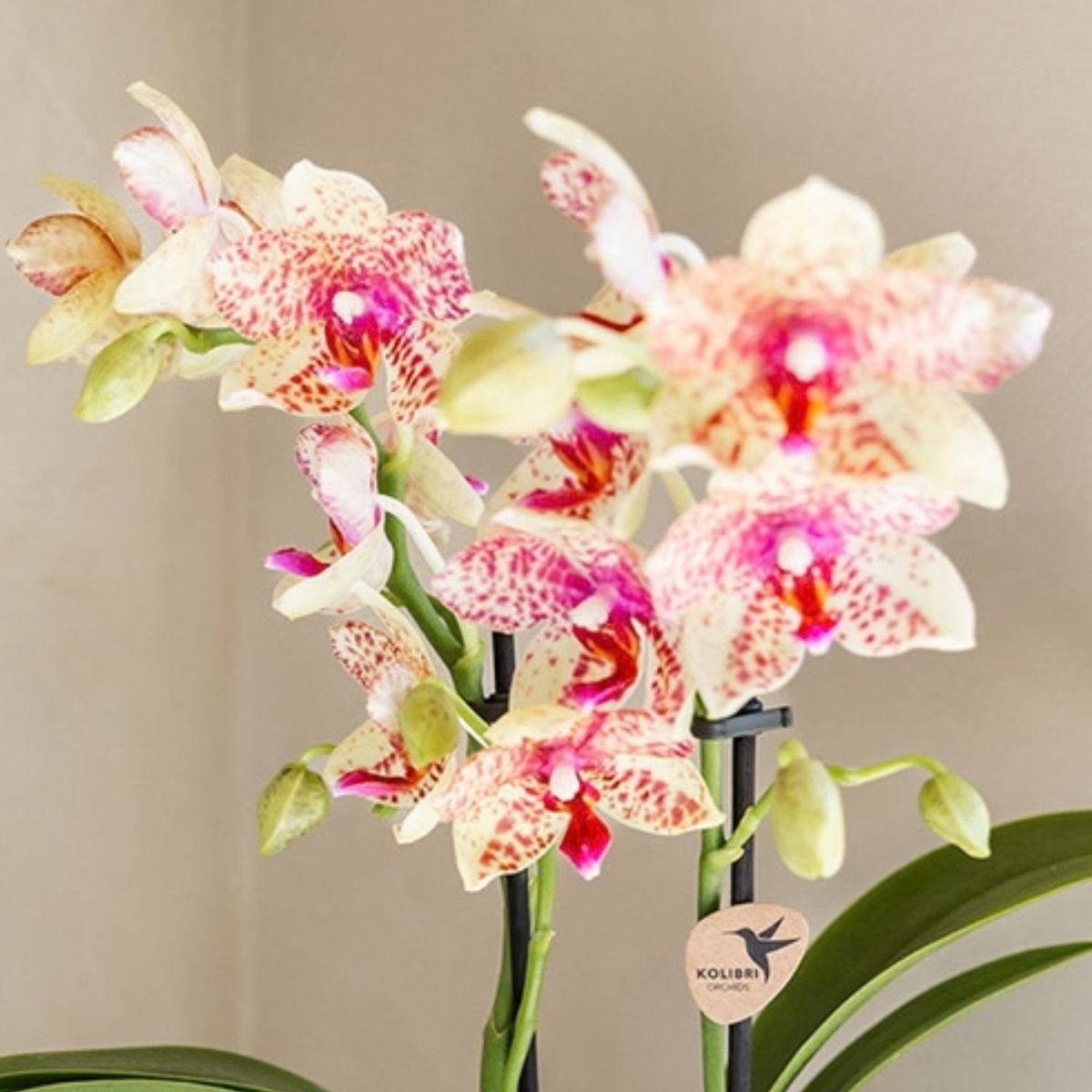 Kolibri Orchids | Kombi-Angebot - 4 Orange-Gelbe Phalaenopsis Orchideen Mineral Grosseto - Ø9 cm
