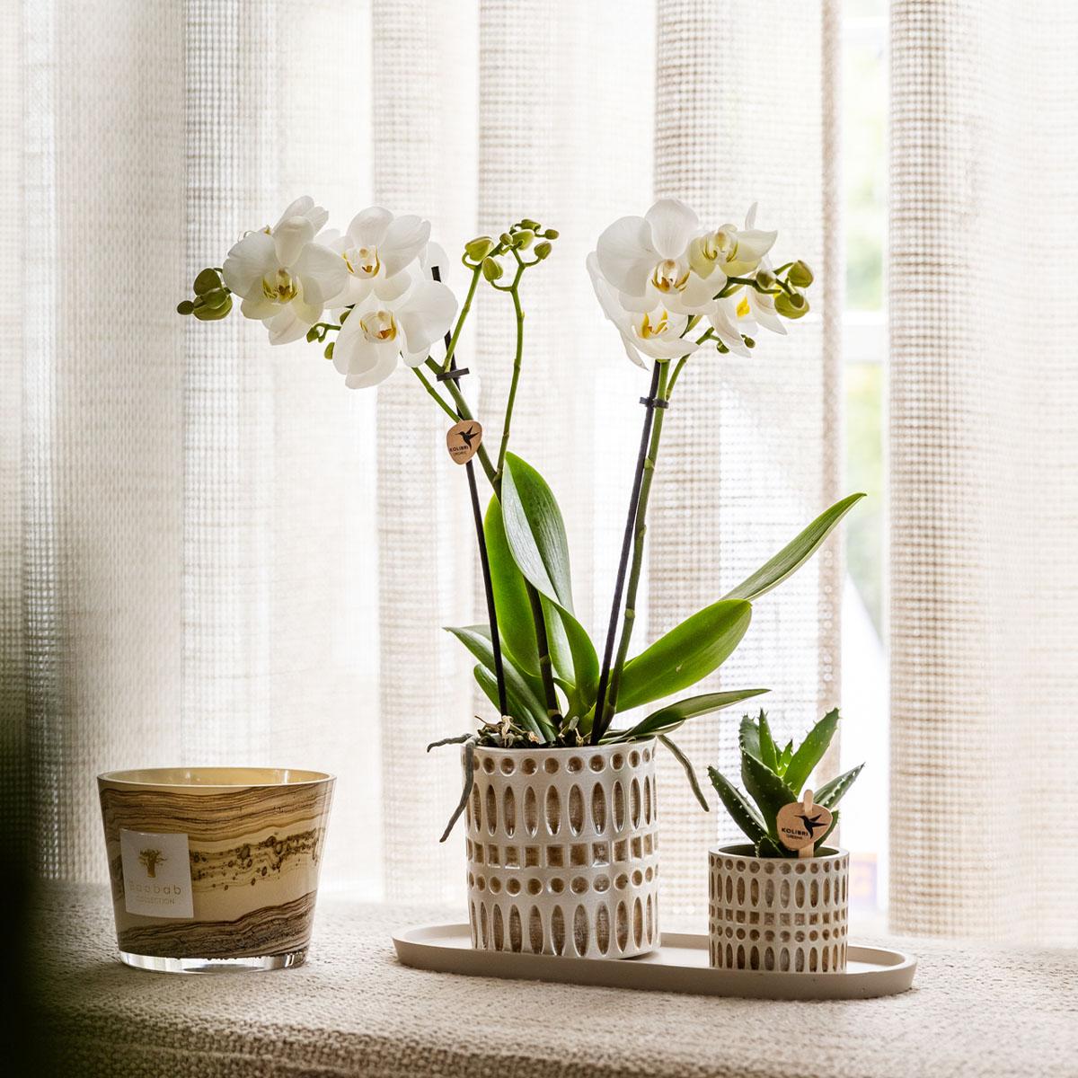 Kolibri Company | Pflanzenset Le Chic Small | Weiße Phalaenopsis Orchidee Amabilis und Sukkulente inkl. Keramiktöpfe auf cremefarbenem organischen Tablett