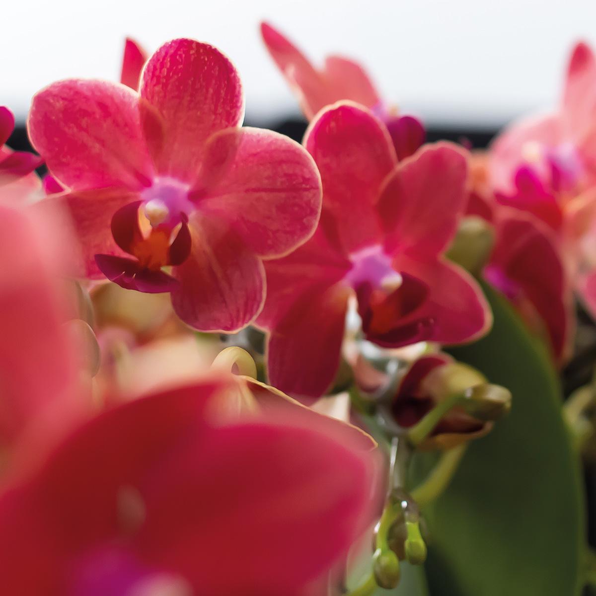 Kolibri Orchids | COMBI DEAL von 2 roten Phalaenopsis Orchideen - Kongo - Topfgröße Ø9cm blühende Zimmerpflanze - frisch vom Züchter