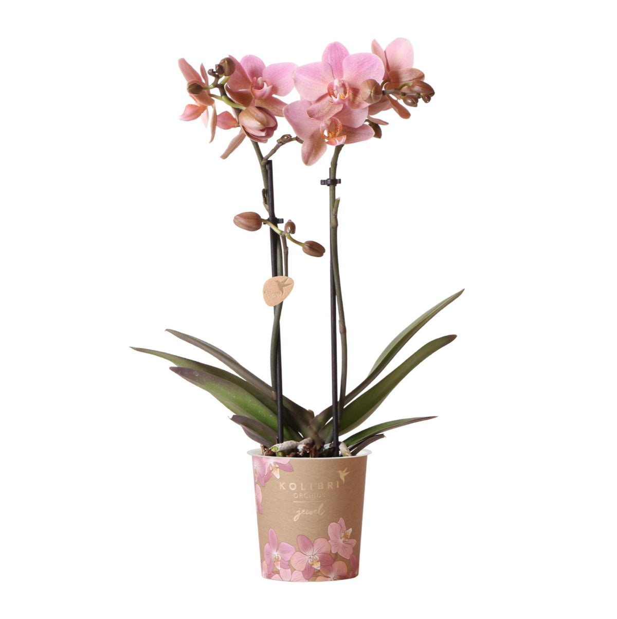 Kolibri Orchids | altrosa Phalaenopsis-Orchidee - Jewel Treviso - Topfgröße Ø9cm | blühende Zimmerpflanze - frisch vom Züchter