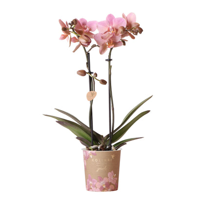Kolibri Orchids | altrosa Phalaenopsis-Orchidee - Jewel Treviso - Topfgröße Ø9cm | blühende Zimmerpflanze - frisch vom Züchter