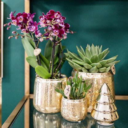 Kolibri Home | Luxuriöser Blumentopf - Goldener Keramiktopf - Ø9cm