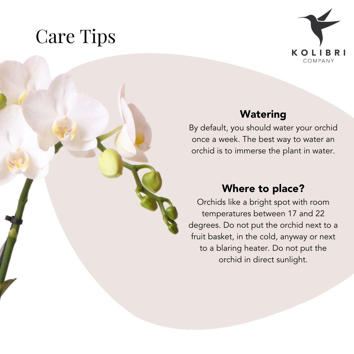 Kolibri Orchids | weiße Phalaenopsis Orchidee - Amabilis + Elite Topf silber- Topfgröße Ø9cm - 35cm hoch | blühende Zimmerpflanze - frisch vom Züchter