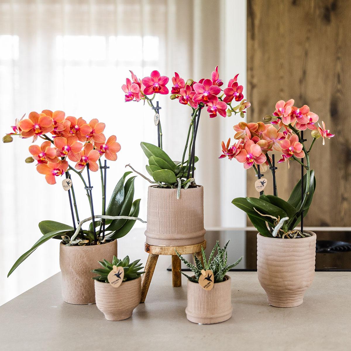 Kolibri Orchids | COMBI DEAL von 4 orange Phalaenopsis Orchideen - Bozen - Topfgröße Ø9cm blühende Zimmerpflanze - frisch vom Züchter