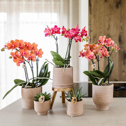 Kolibri Orchids | COMBI DEAL von 4 orange Phalaenopsis Orchideen - Bozen - Topfgröße Ø9cm blühende Zimmerpflanze - frisch vom Züchter