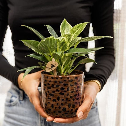 Kolibri Greens | Grünpflanze - Philodendron White Measure - Grüne Zimmerpflanze - Frisch vom Züchter - Ø9cm