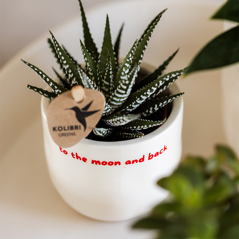 Kolibri Home | Ziertopf „To the Moon and Back“ - Ø6cm