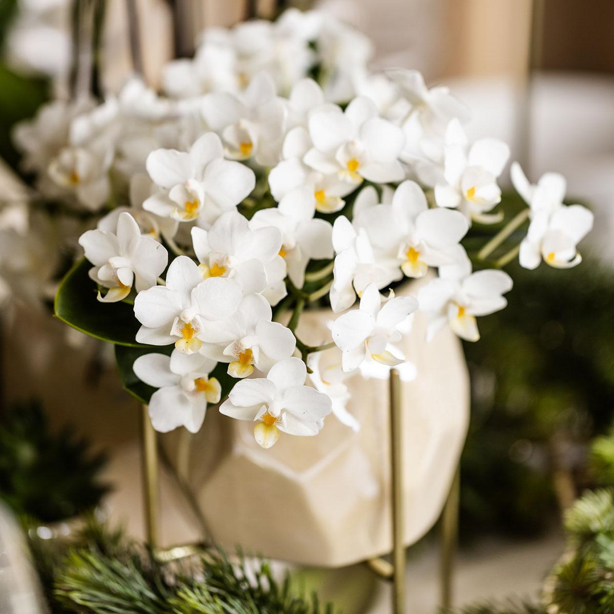 Leonor (Phalaenopsis Nazaré)
