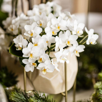 Leonor (Phalaenopsis Nazaré)