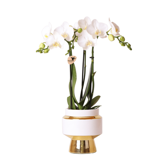 Kolibri Orchids | Weiße Phalaenopsis Orchidee - Mineral Amabilis im Le Chic Übertopf Gold - Ø9 cm