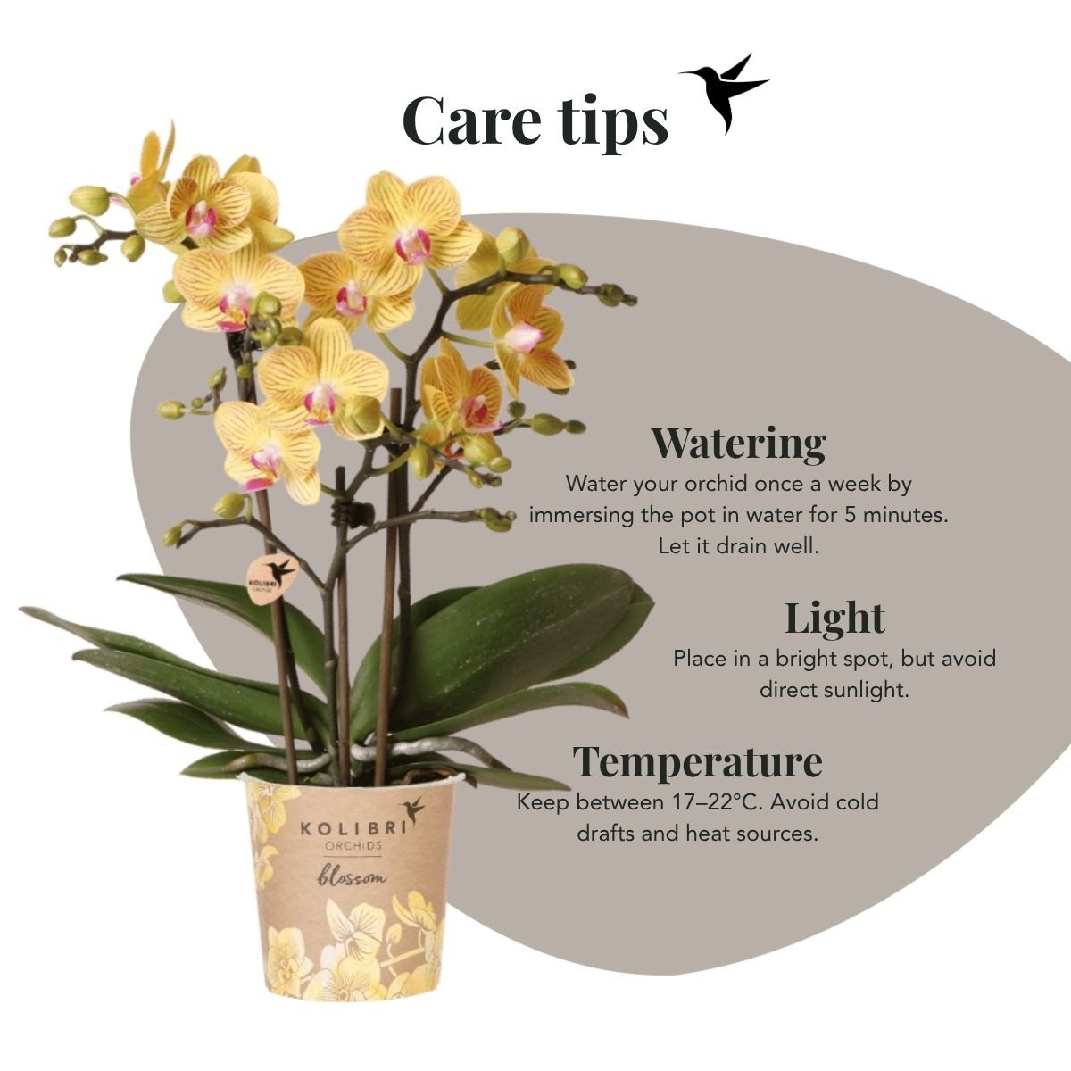 Kolibri Orchids | Gelbe Phalaenopsis Orchidee - Blossom Lima im Melody Übertopf - Ø9 cm
