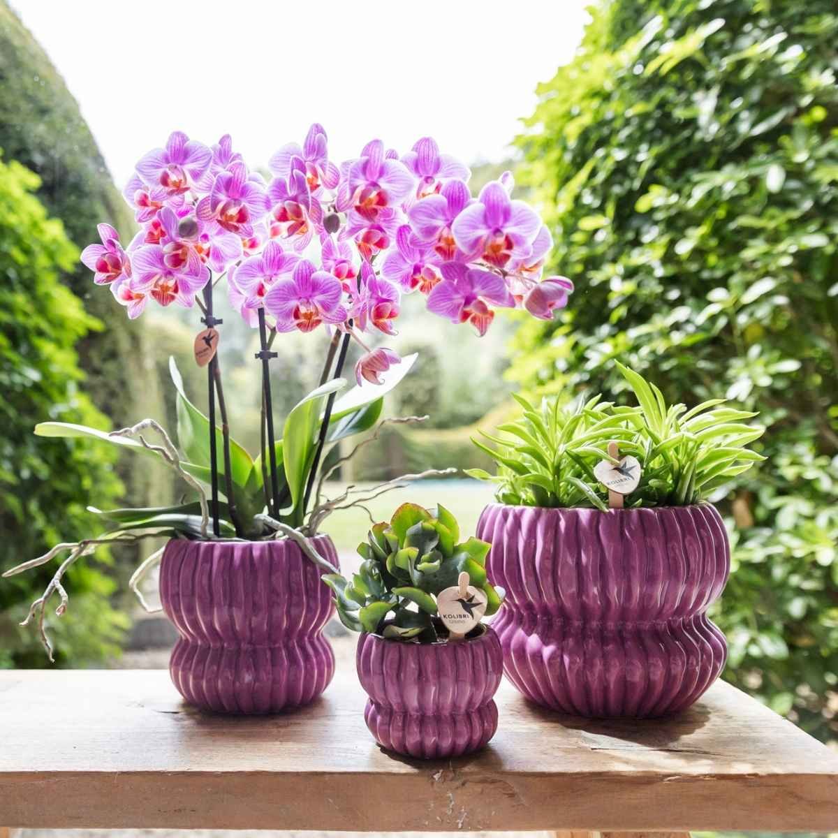 Kolibri Home | Horizon Übertopf - Violett - ∅6cm