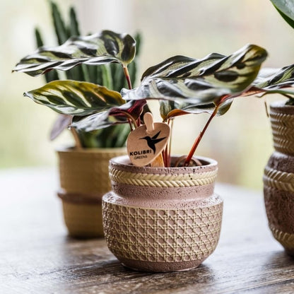Kolibri Greens | Grüne Pflanze - Calathea Makoyana - Grüne Zimmerpflanze - Frisch vom Züchter  - Ø6cm