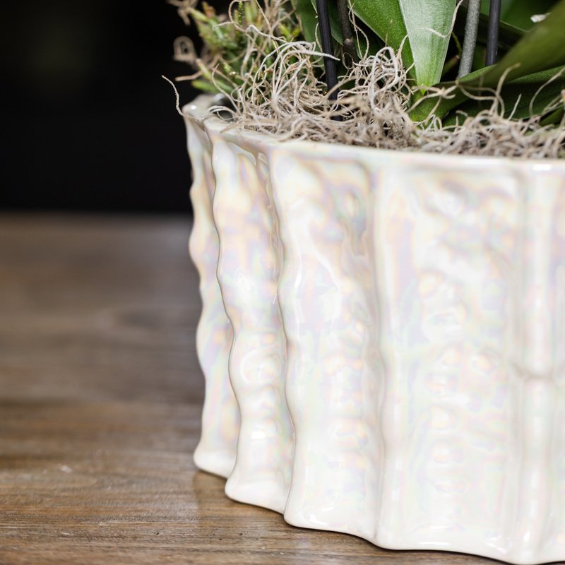 Kolibri Orchids | Violettes Jungle Bouquet Mineral Morelia in Oyster Dish