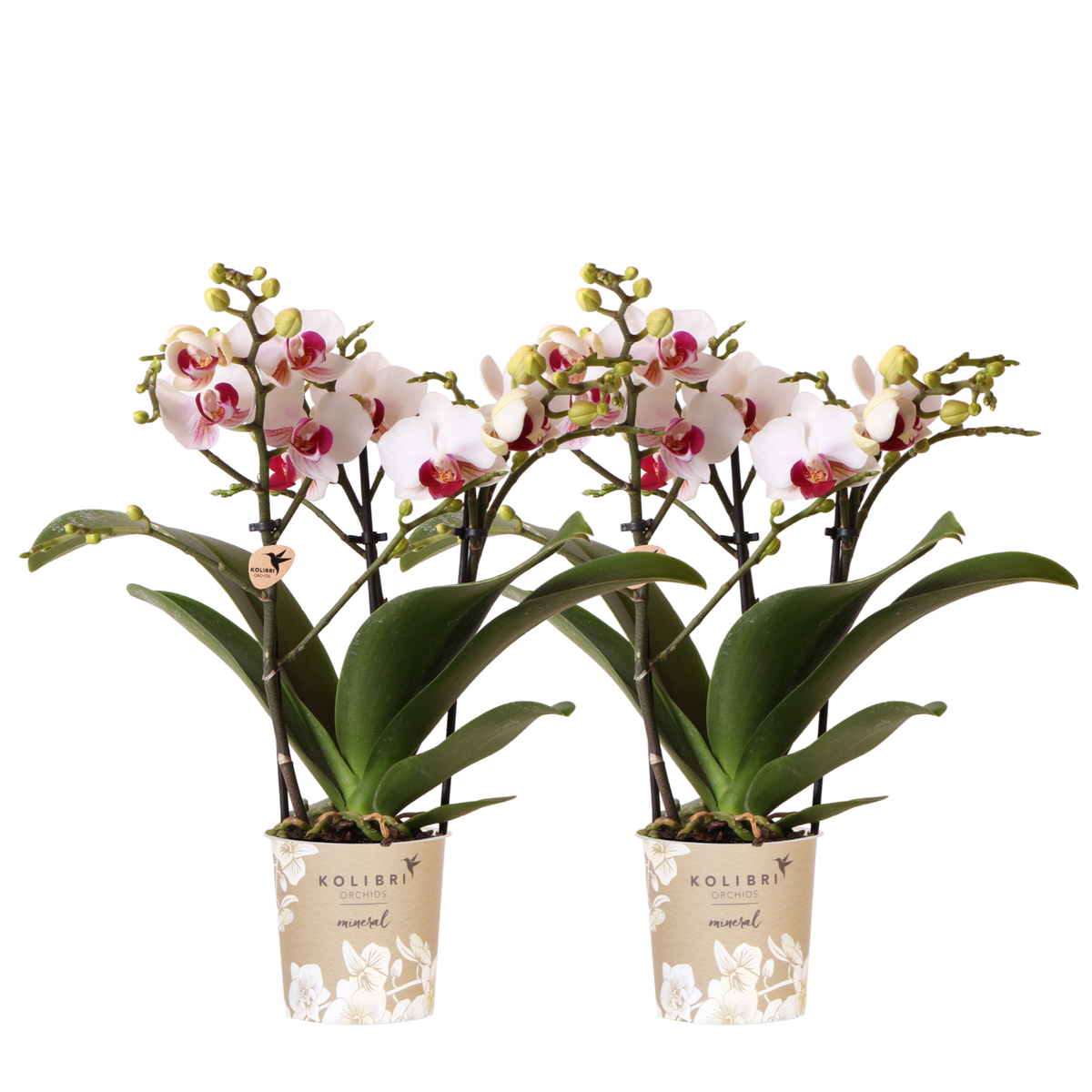 Kolibri Orchids | Kombi-Angebot - 2 Weiße Phalaenopsis Orchideen Mineral Gibraltar - Ø9 cm