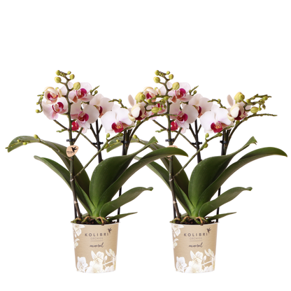 Kolibri Orchids | Kombi-Angebot - 2 Weiße Phalaenopsis Orchideen Mineral Gibraltar - Ø9 cm