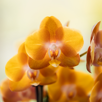 Kolibri Orchids | Oranges Mono Bouquet Jewel Las Vegas in Oyster Dish