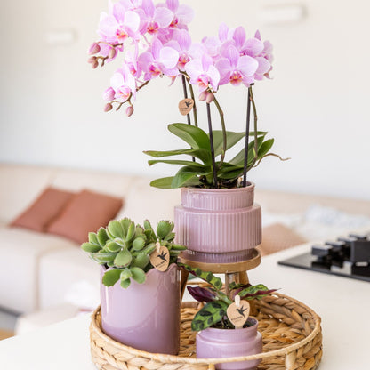 Kolibri Orchids | Geschenkset Desert Summer Lila - Rosa-Violette Phalaenopsis Orchidee Mineral Frederikstad & Sukkulenten