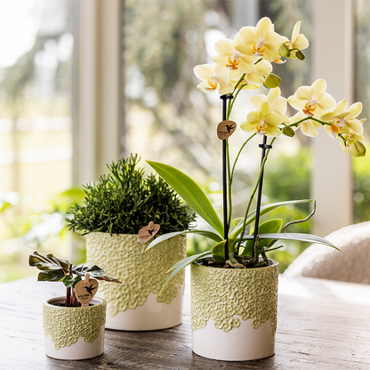 Kombi‑Deal | Bloom Grün Übertopf‑Set