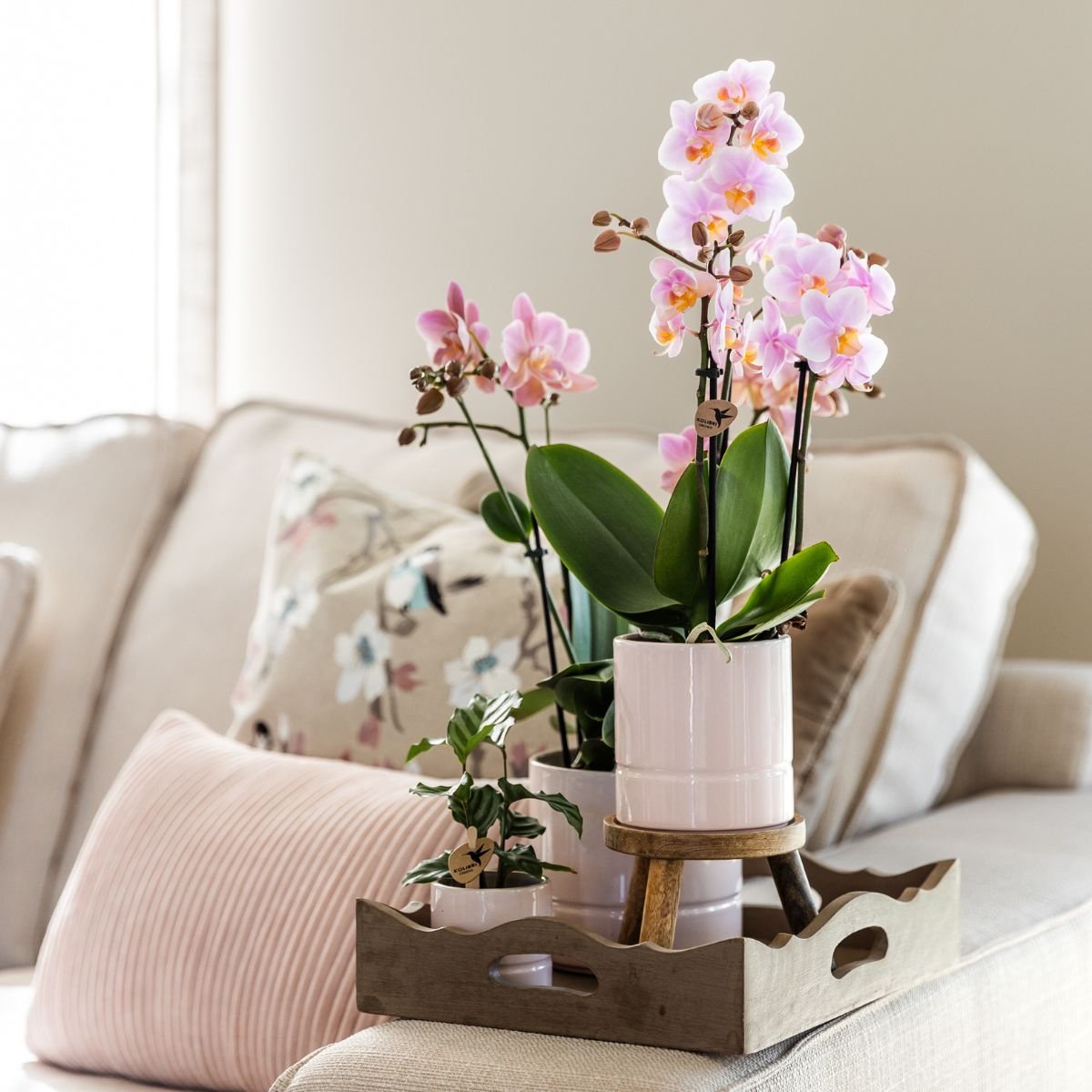 Kolibri Home | Pastel Übertopf - Rosa