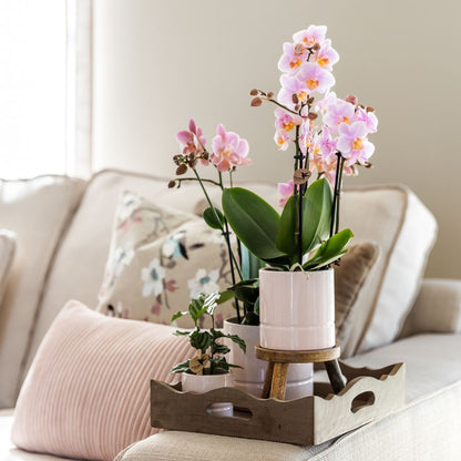 Kolibri Home | Pastel Übertopf - Rosa