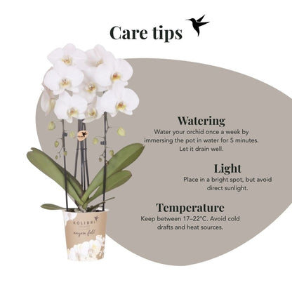 Kolibri Orchids | Weiße Phalaenopsis Orchidee - Niagara Fall White im Retro Übertopf Grün - Ø12 cm