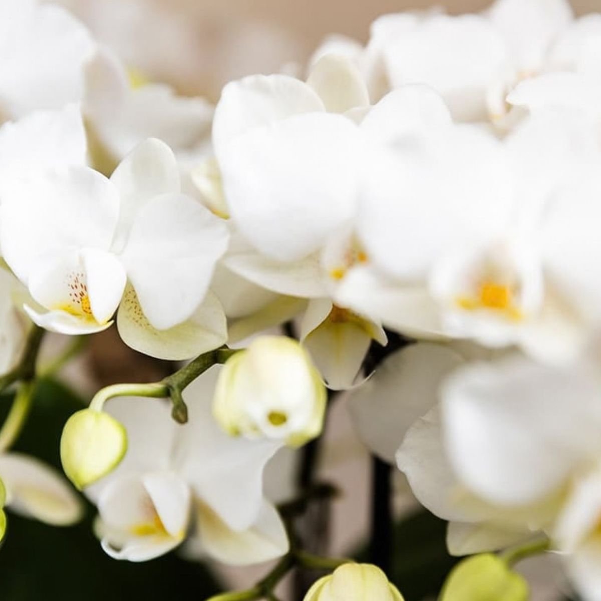 Kolibri Orchids | Kombi-Angebot - 2 Weiße Phalaenopsis Orchideen Blossom Zurich - Ø9 cm