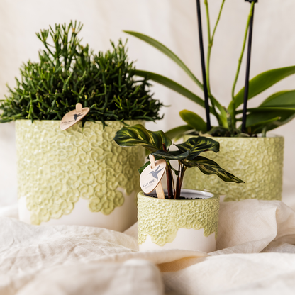 Set Bloom Green