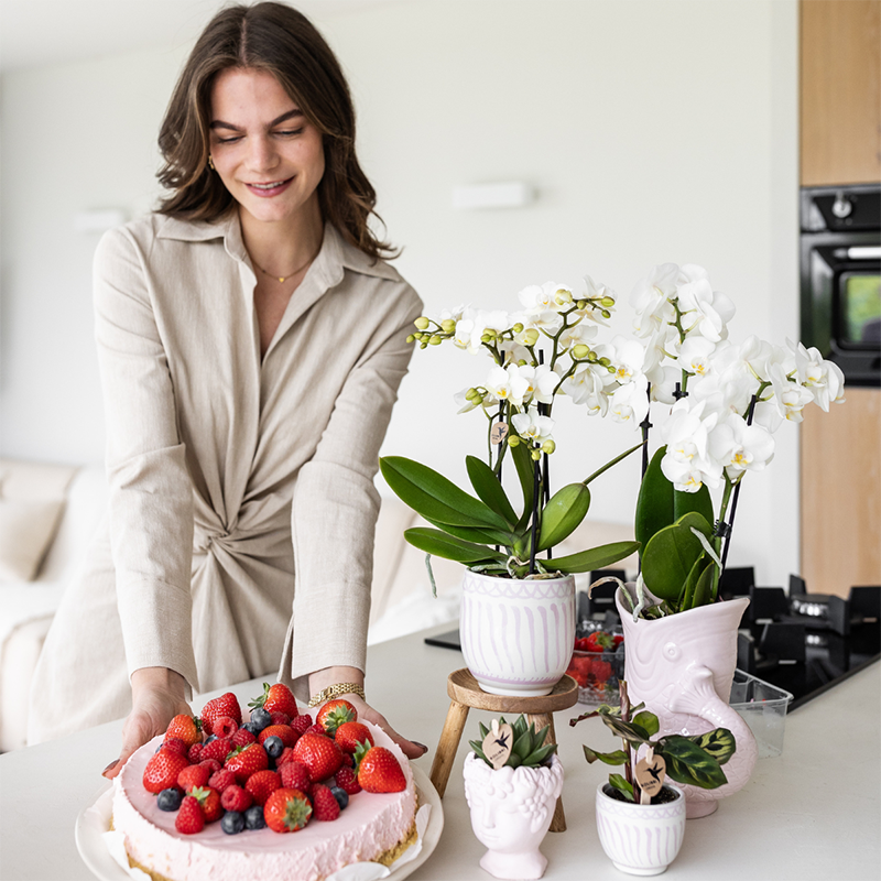 Geschenkset Granada Rosa | Grünpflanze mit rosa Phalaenopsis-Orchidee in Granada-Ziertöpfen auf einem rosa organischen Tablett
