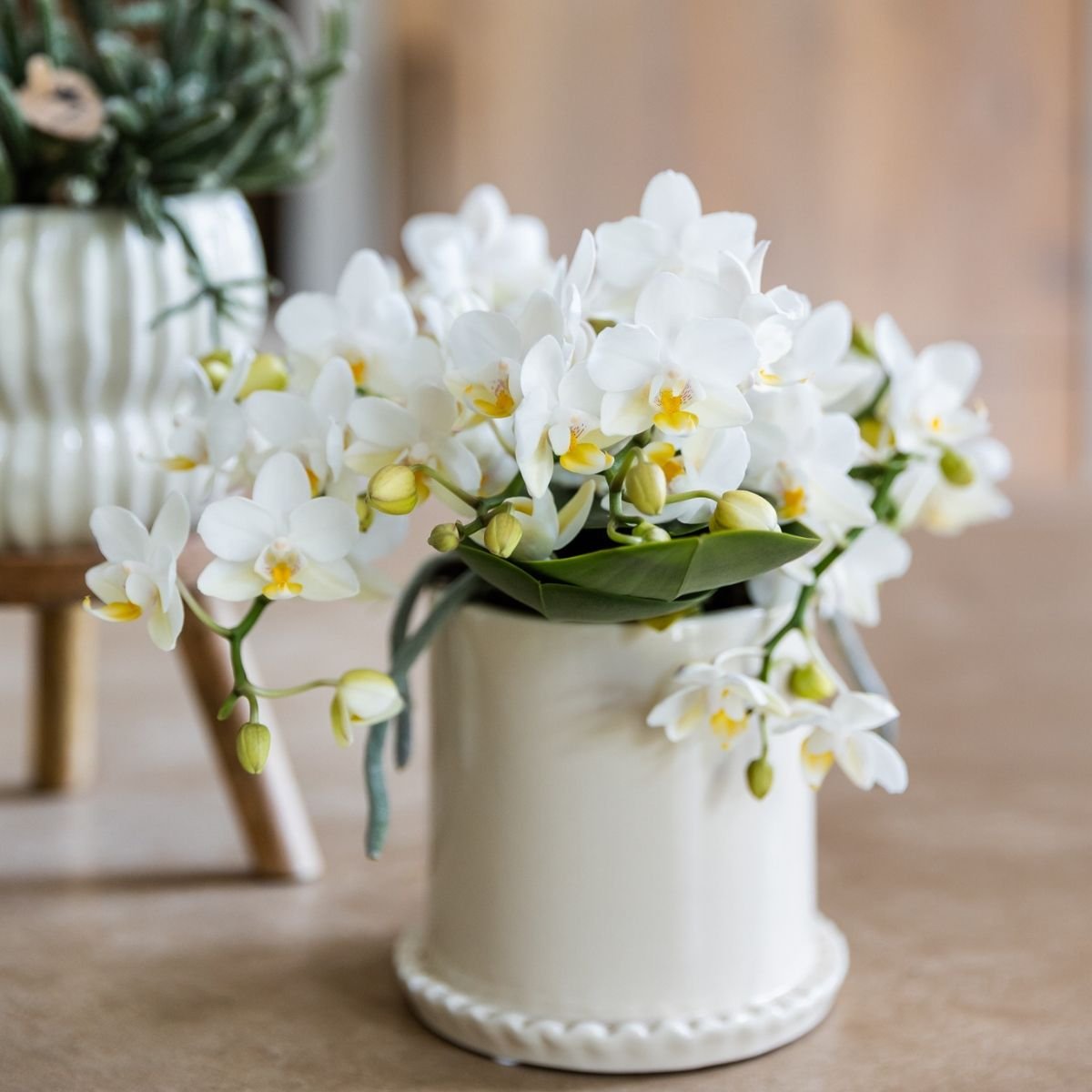 Kolibri Orchids | Kombi-Angebot - 2 Weiße Phalaenopsis Orchideen Botanic Nazare - Ø9 cm