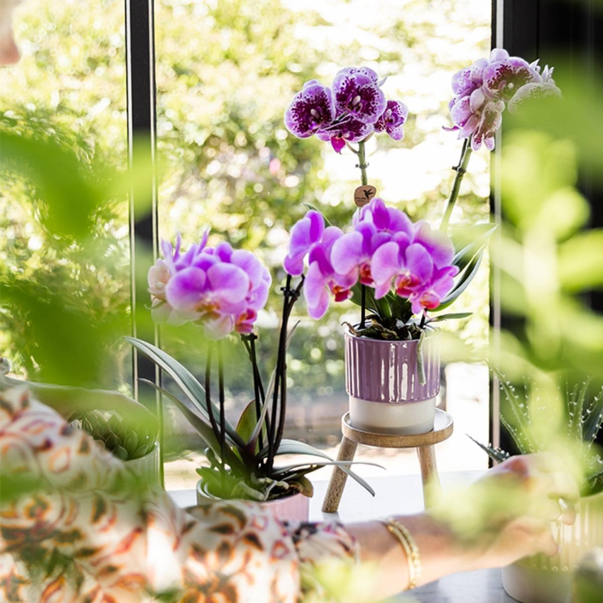 Kolibri Orchids | Kombi-Angebot - 4 Rosa-Violette Phalaenopsis Orchideen Mineral Frederikstad - Ø9 cm