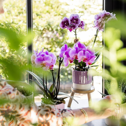 Kolibri Orchids | Kombi-Angebot - 4 Rosa-Violette Phalaenopsis Orchideen Mineral Frederikstad - Ø9 cm