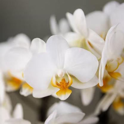 Kolibri Orchids | Kombi-Angebot - 2 Weiße Phalaenopsis Orchideen Blossom Lausanne - Ø9 cm