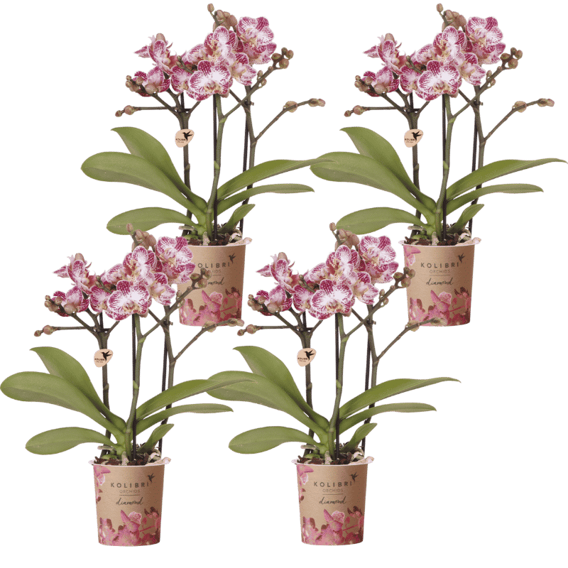 Kolibri Orchids | Kombi-Angebot - 4 Rosa-Violette Phalaenopsis Orchideen Diamond Bora Bora - Ø9 cm