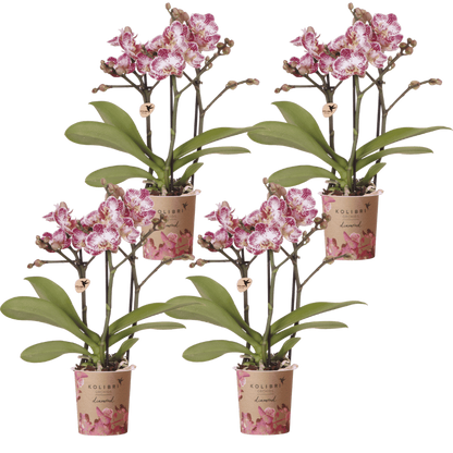 Kolibri Orchids | Kombi-Angebot - 4 Rosa-Violette Phalaenopsis Orchideen Diamond Bora Bora - Ø9 cm