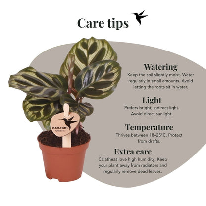Kolibri Greens | Grüne Pflanze - Calathea Makoyana - Grüne Zimmerpflanze - Frisch vom Züchter  - Ø6cm