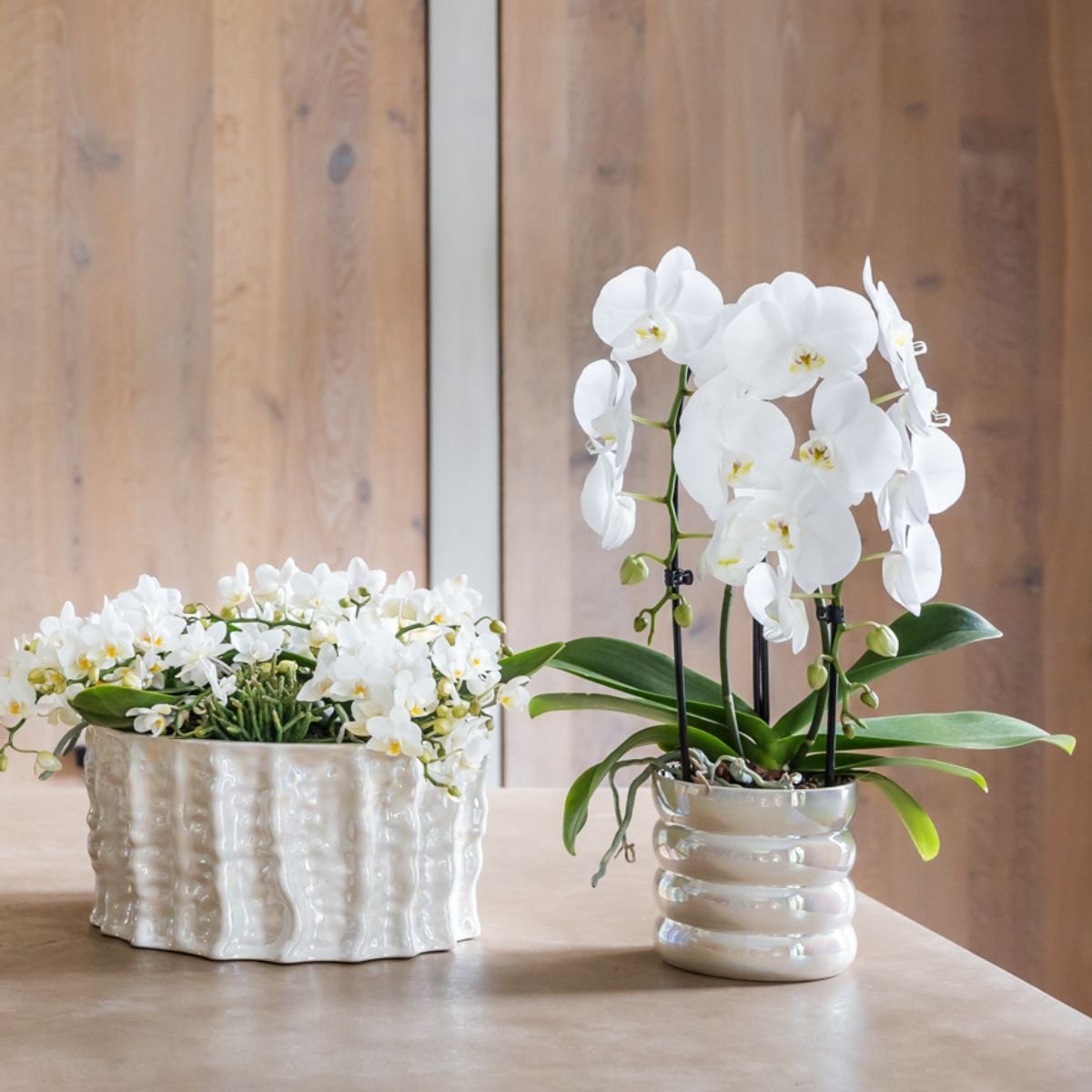 Kolibri Orchids | Pflanzenset Glow Travertin - Weiße Phalaenopsis Orchideen Niagara Fall White, Mineral Amabilis & Sukkulente
