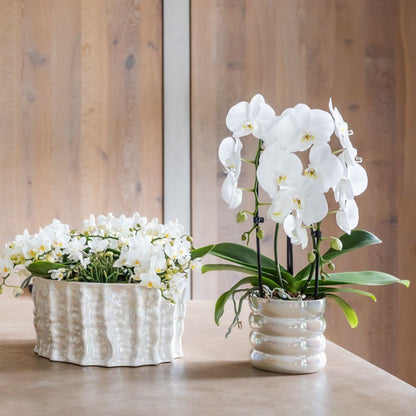 Kolibri Orchids | Pflanzenset Glow Travertin - Weiße Phalaenopsis Orchideen Niagara Fall White, Mineral Amabilis & Sukkulente