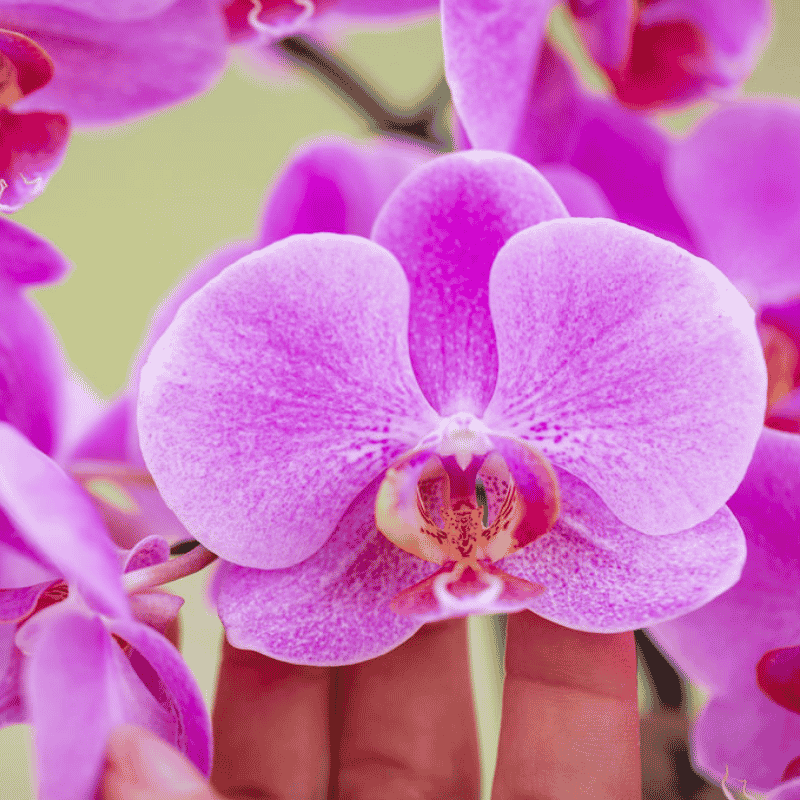 Kolibri Orchids | Geschenkset Allure Lila - Rosa-Violette Phalaenopsis Orchidee Mineral Frederikstad & Sukkulente