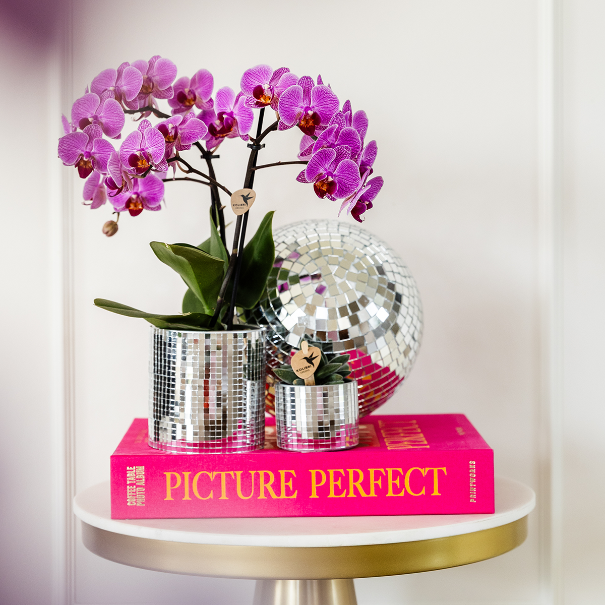 Kolibri Orchids | KOMBI-ANGEBOT mit 4 Phalaenopsis-Orchideen - Wien - Topfgröße Ø9cm | Blühende Zimmerpflanze - Frisch vom Züchter