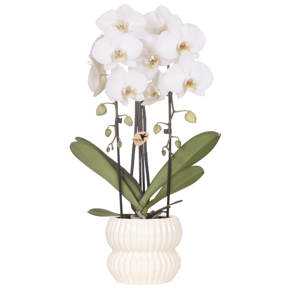 Kolibri Orchids | Weiße Niagara Falls Orchidee + Horizon Übertopf weiß – Topfgröße Ø12cm | blühende Zimmerpflanze – frisch vom Züchter